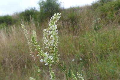<i>Melilotus albus</i>