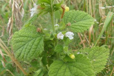 <i>Melissa officinalis</i>