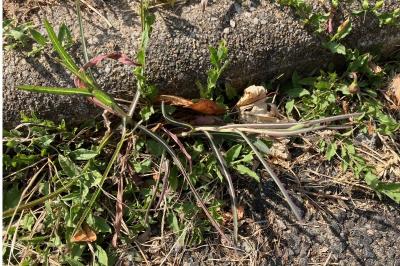 <i>Lactuca saligna</i>