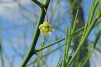 <i>Asparagus officinalis</i>
