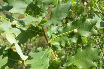 <i>Quercus robur</i>