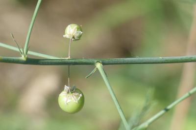 <i>Asparagus officinalis</i>