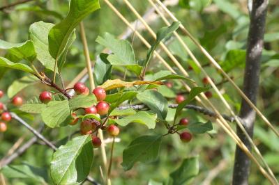 <i>Frangula alnus</i>