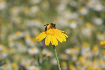 <i>Glebionis segetum</i>