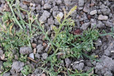 <i>Lepidium coronopus</i>