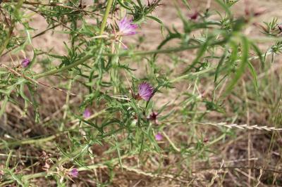 <i>Centaurea calcitrapa</i>