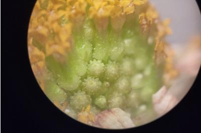 <i>Anthemis cotula</i>