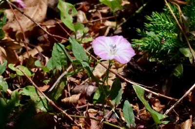 <i>Convolvulus arvensis</i>