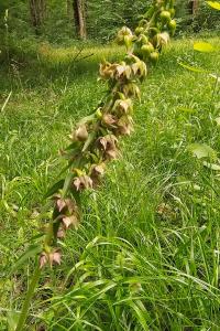 <i>Epipactis helleborine</i>