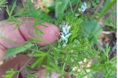 <i>Fumaria parviflora</i>