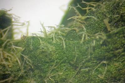 <i>Leontodon saxatilis subsp. saxatilis</i>