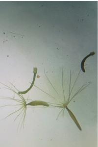 <i>Leontodon saxatilis subsp. saxatilis</i>