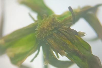 <i>Leontodon saxatilis subsp. saxatilis</i>