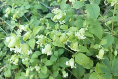 <i>Silene baccifera</i>