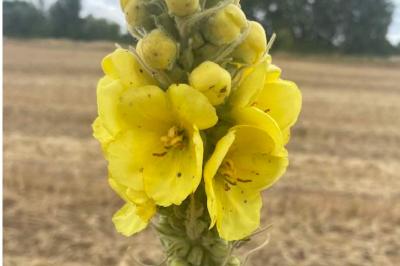 <i>Verbascum thapsus</i>