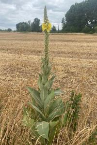 <i>Verbascum thapsus</i>