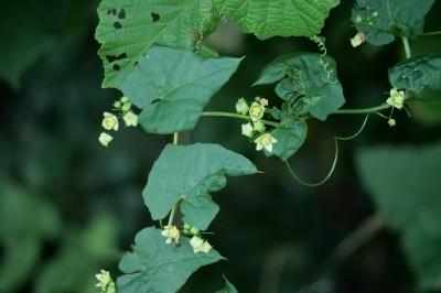 <i>Bryonia dioica</i>