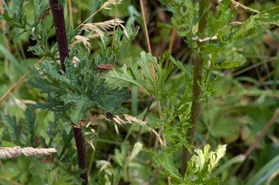 <i>Jacobaea vulgaris</i>