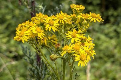 <i>Jacobaea vulgaris</i>