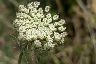 <i>Daucus carota</i>