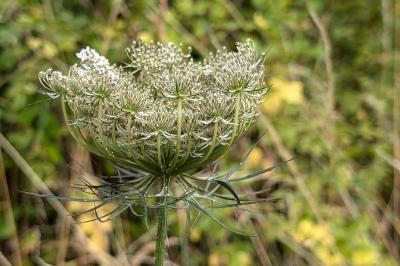<i>Daucus carota</i>