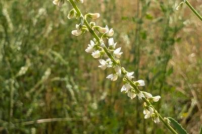 <i>Melilotus albus</i>