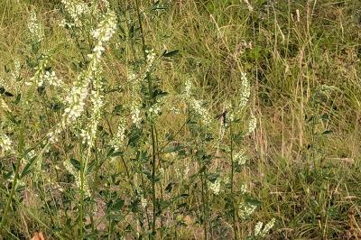 <i>Melilotus albus</i>