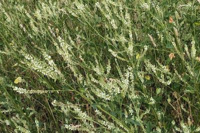 <i>Melilotus albus</i>