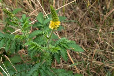 <i>Agrimonia eupatoria</i>