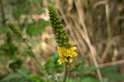 <i>Agrimonia eupatoria</i>