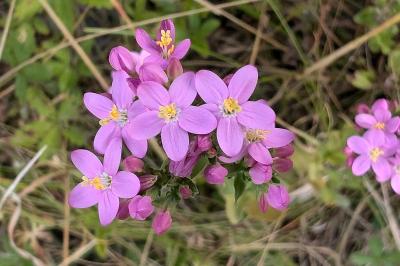 <i>Centaurium erythraea</i>