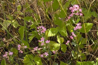 <i>Centaurium erythraea</i>