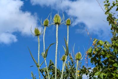 <i>Dipsacus fullonum</i>