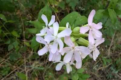 <i>Saponaria officinalis</i>