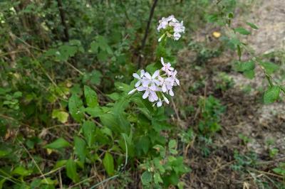 <i>Saponaria officinalis</i>