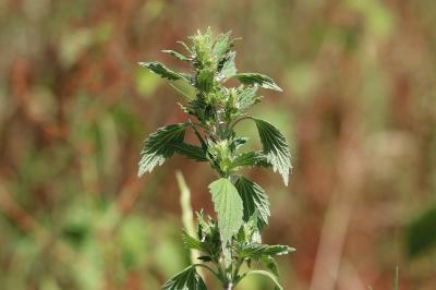 <i>Chaiturus marrubiastrum</i>