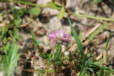 <i>Trifolium resupinatum</i>