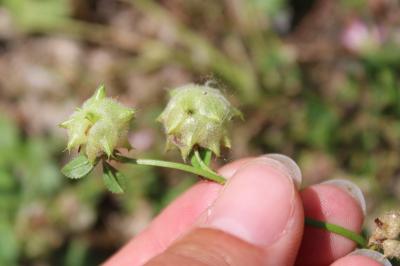 <i>Trifolium resupinatum</i>