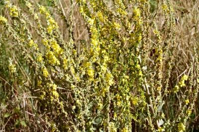 <i>Verbascum pulverulentum</i>