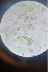 <i>Callitriche obtusangula</i>