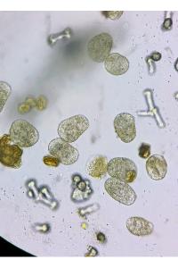 <i>Callitriche platycarpa</i>