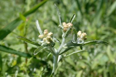 <i>Gnaphalium uliginosum</i>