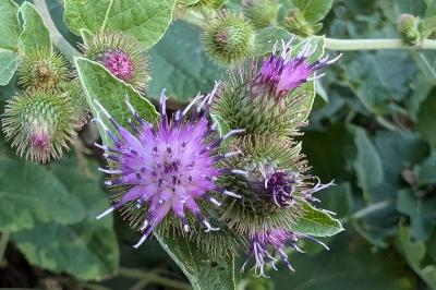 <i>Arctium lappa</i>
