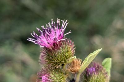 <i>Arctium lappa</i>