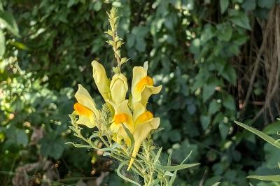 <i>Linaria vulgaris</i>