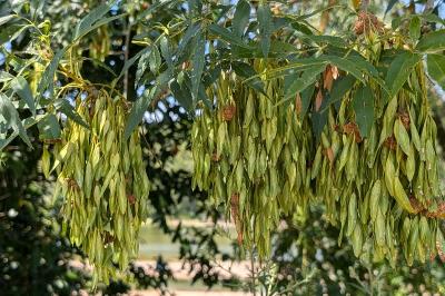 <i>Fraxinus excelsior</i>