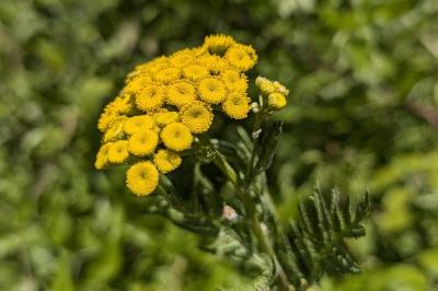 <i>Tanacetum vulgare</i>