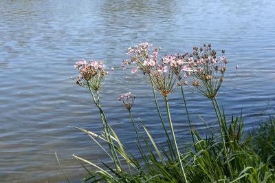 <i>Butomus umbellatus</i>