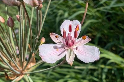 <i>Butomus umbellatus</i>