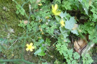 Lapsana communis